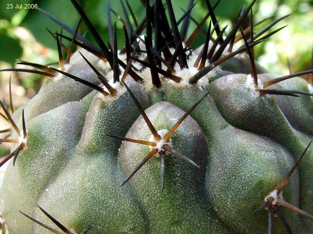 Copiapoa _cinerea_ ssp.cinerea _GC305.01_ 03